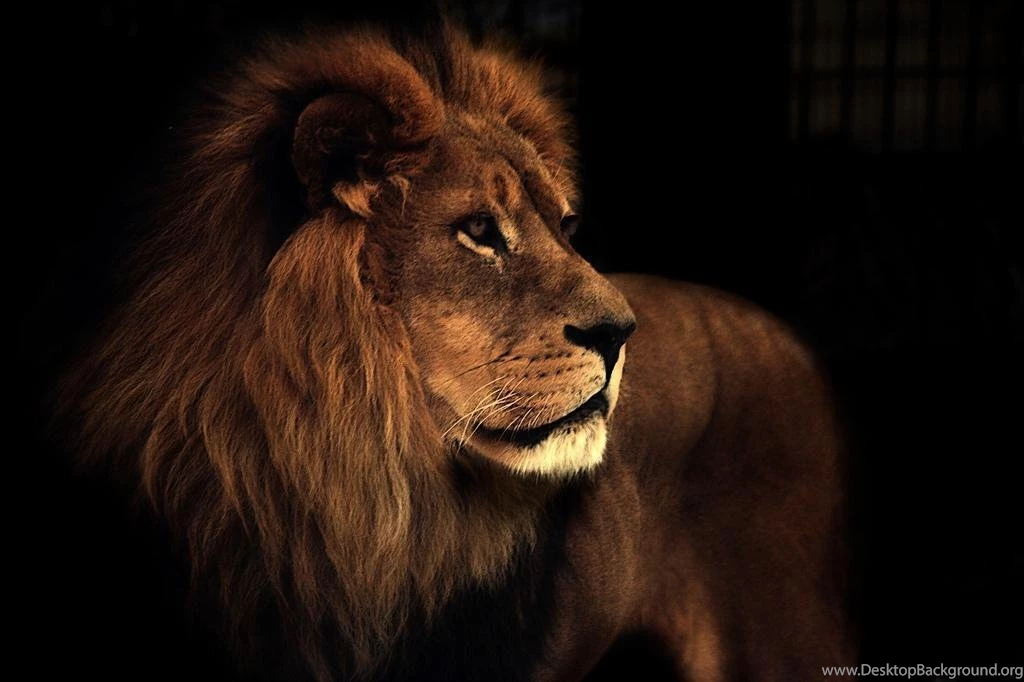 Leo The Lion (