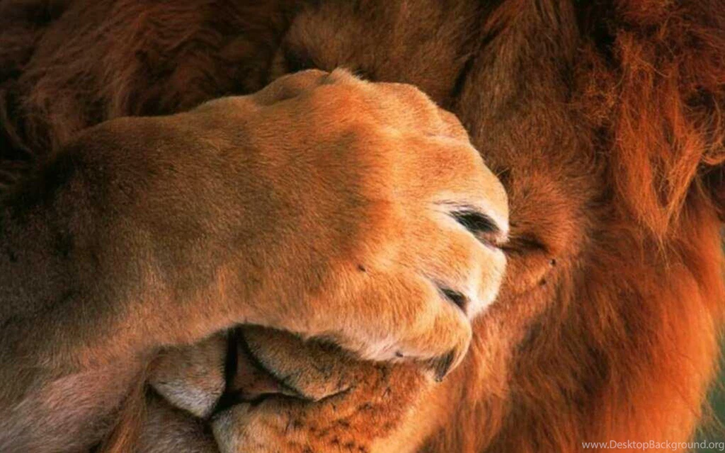 Leo Closed His Eyes With A Paw Wallpapers And Images Wallpapers ...