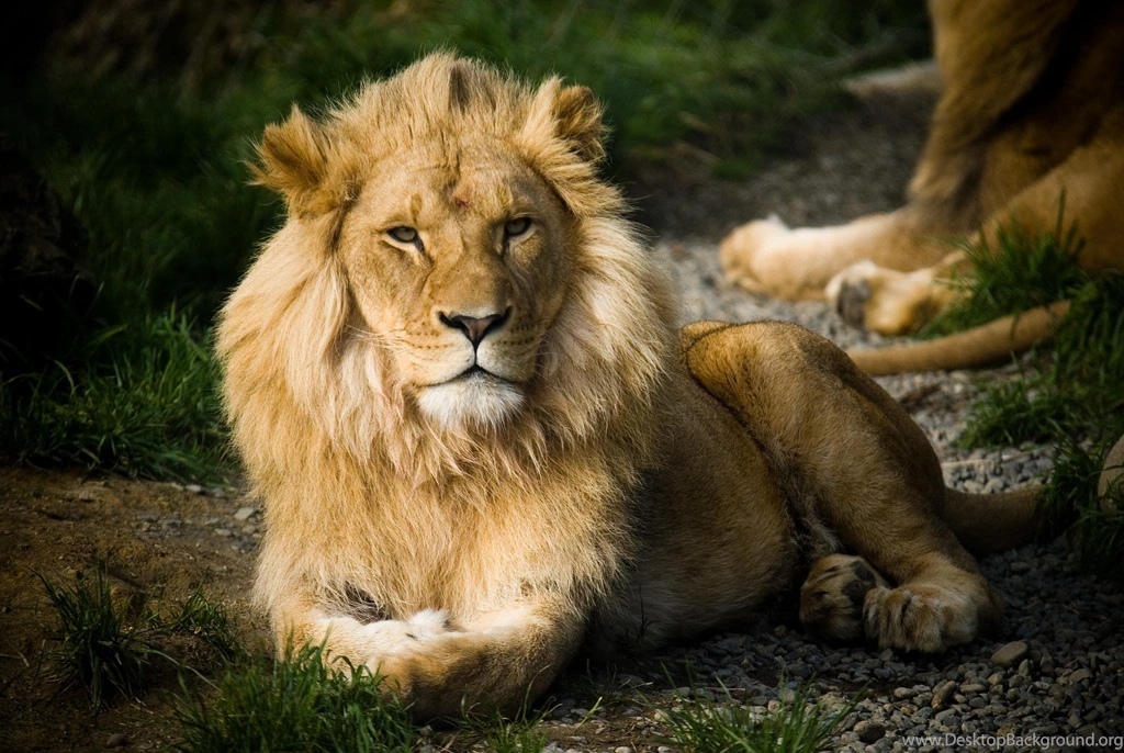 Leo Wallpapers >> Backgrounds With Quality HD