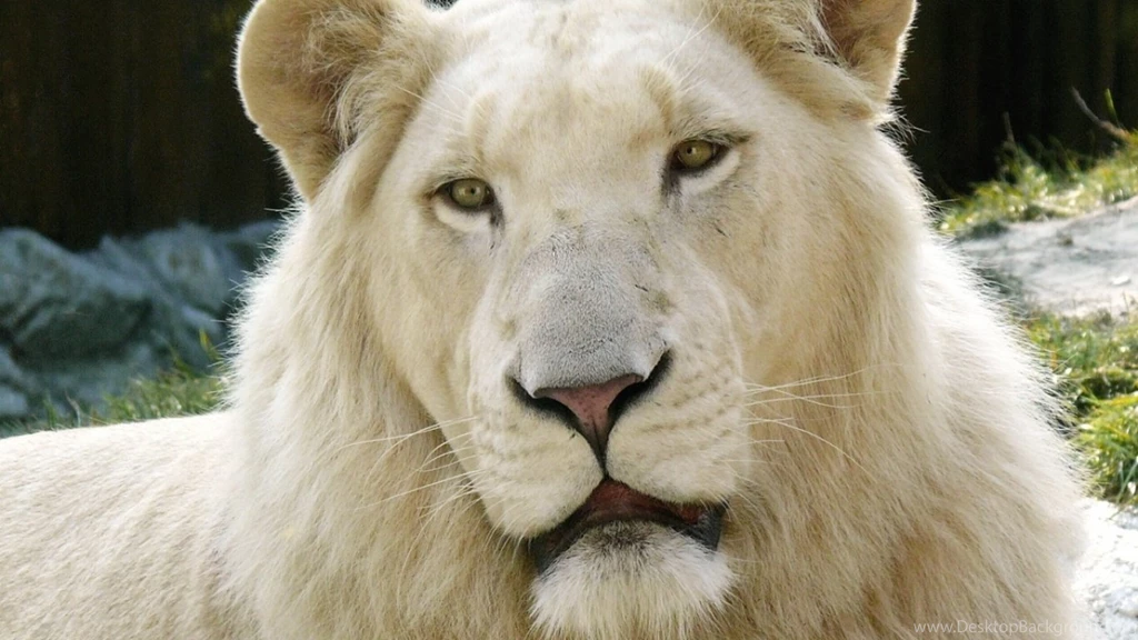 Albino Leo Wallpapers And Images   Wallpapers, Pictures, Photos