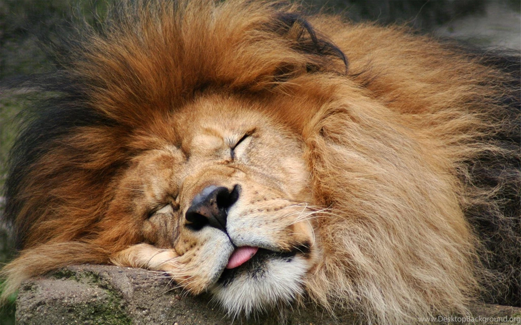 Desktop Leo Lion Pictures