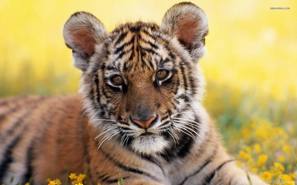 Tiger Cub Wallpapers   Wallpapers HD Fine