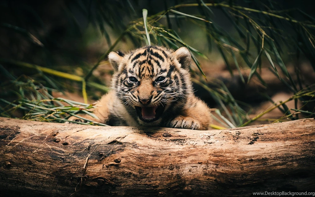 Tiger Cub Hd Wallpapers