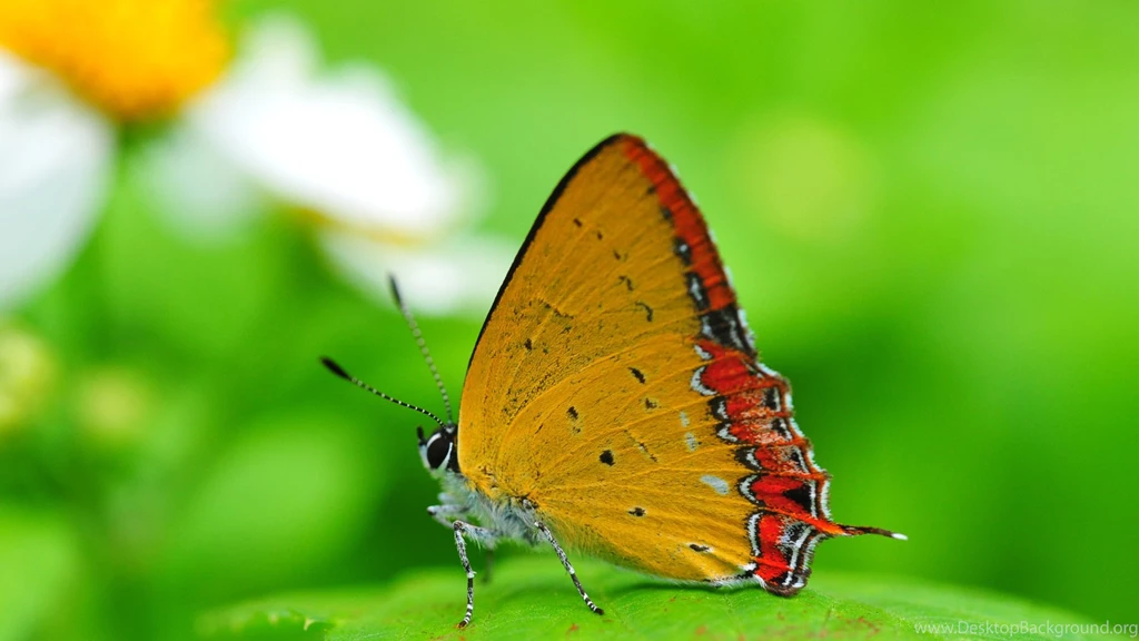 Wallpapers Butterfly Widescreen HD   Newwallpapershits.com