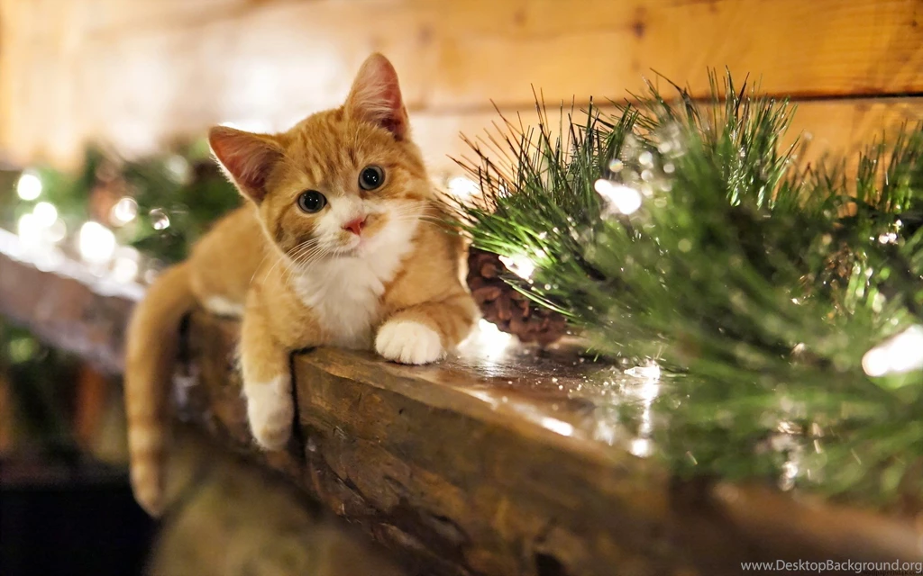 Cat christmas lights new year hd wallpapers   Wallpapers HD ...