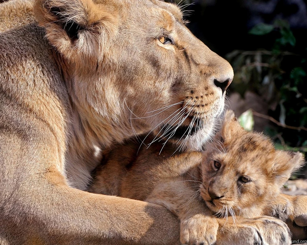 Cub HD Photos