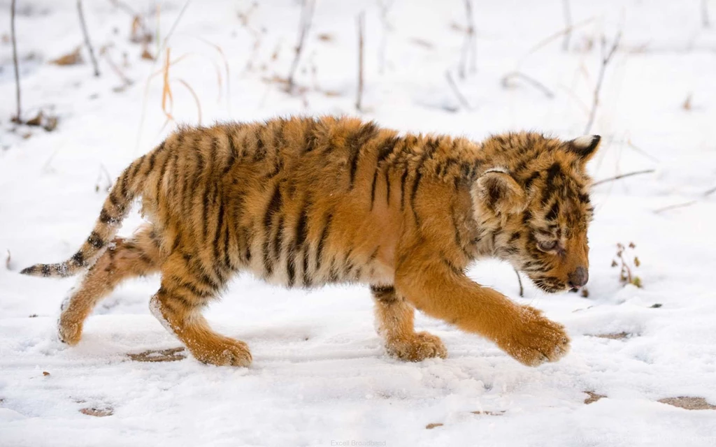 Snow Tiger Cub Wallpapers