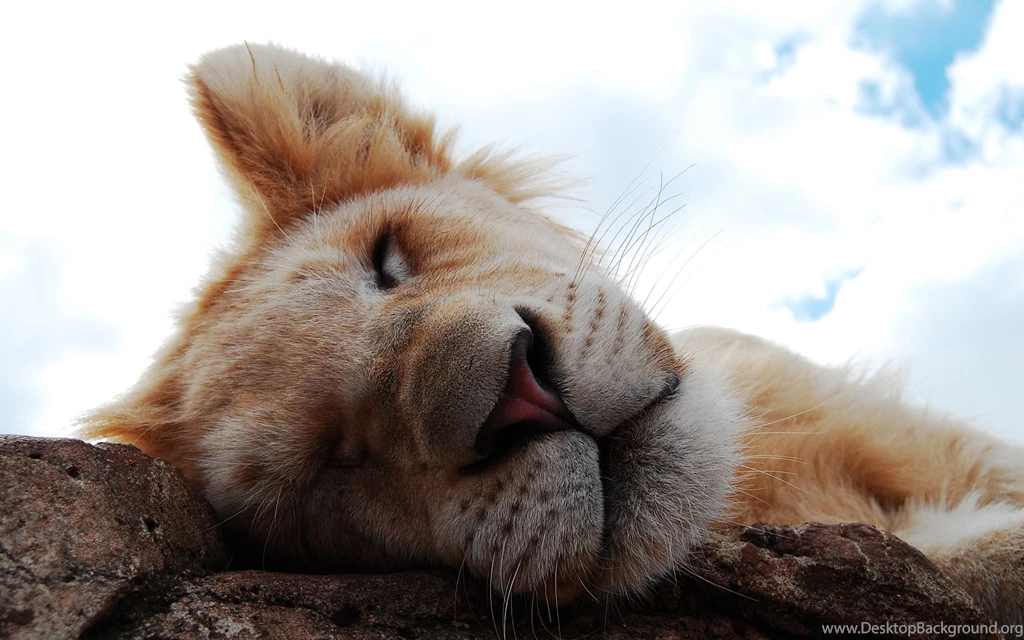 Sad Snow Leaopard Cub Wallpapers 28206