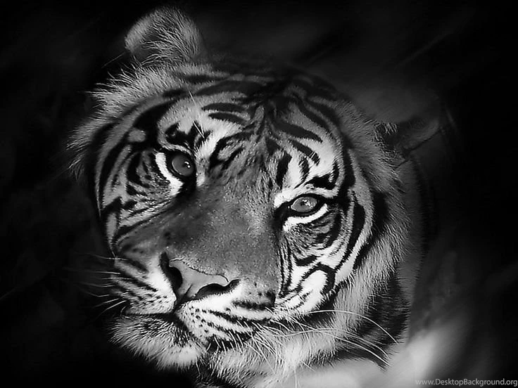 Image Detail For Free Tiger Black And White Wallpapers Download ...