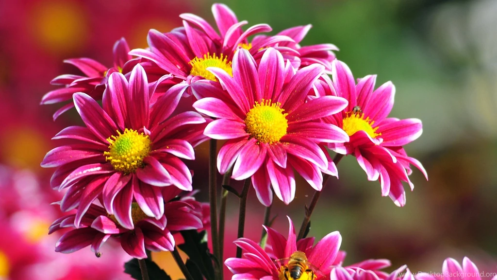 Beautiful Flowers Wallpapers Free Download