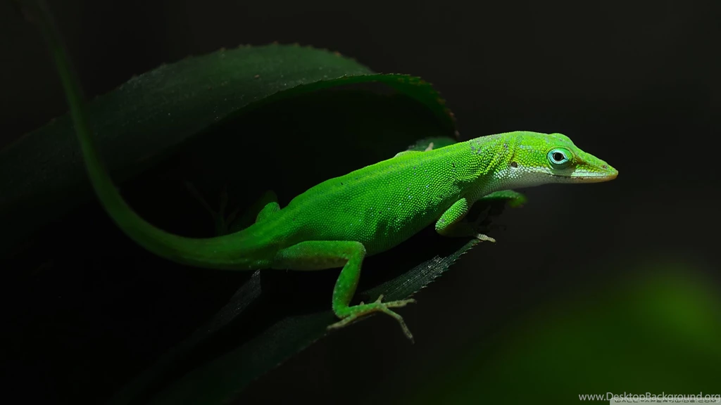 Opensuse 13.1, Lizard, Green, Reptiles, 2560x1440 HD Wallpapers And ...