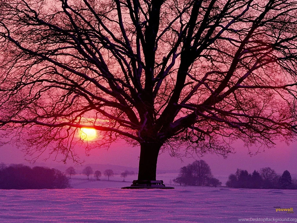 YouWall Winter Sunset Wallpapers Wallpaper,wallpapers,free ...