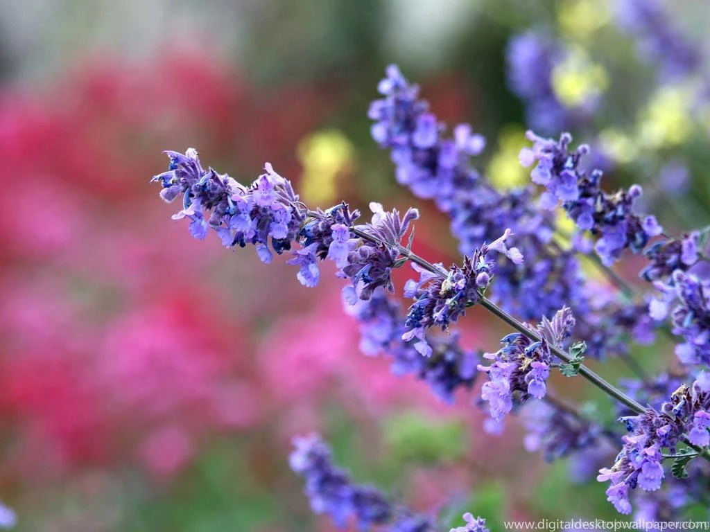 Free Flower Desktop Backgrounds   Wallpapers Cave