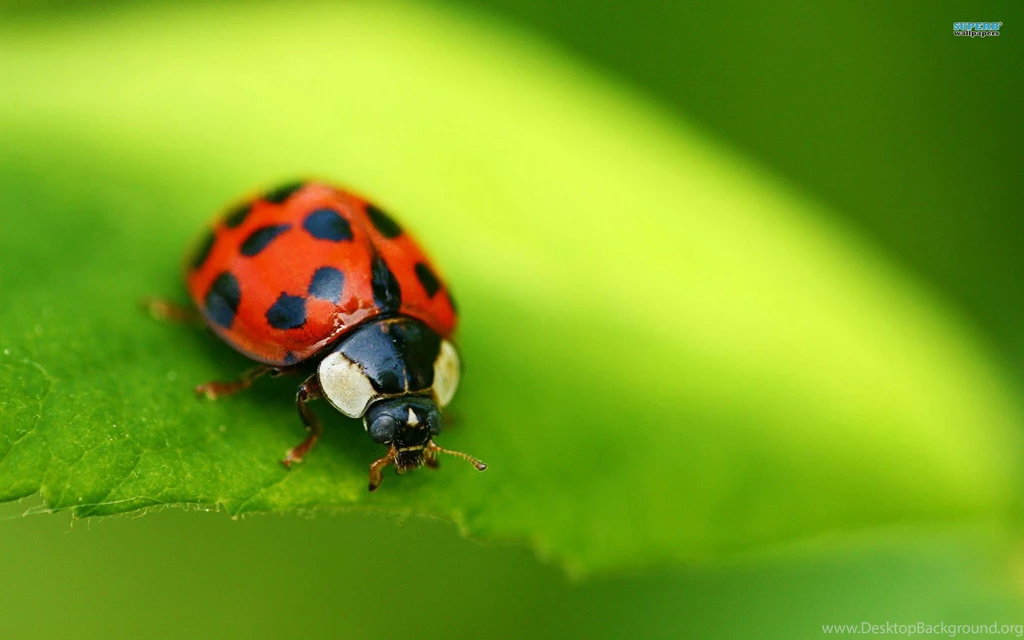 Ladybug Wallpapers