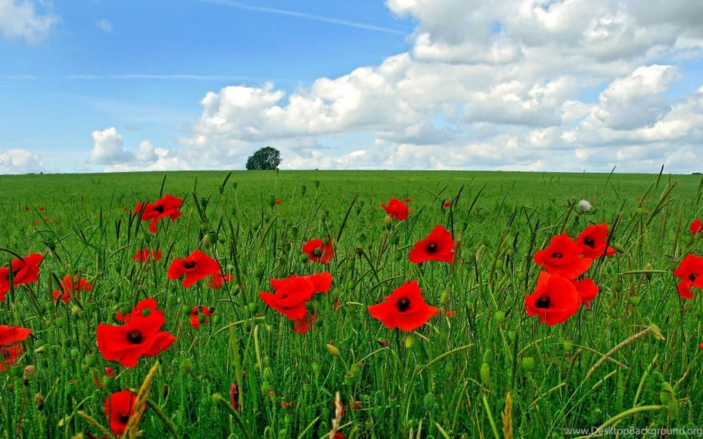 3d Wallpapers: Hd Flowers Wallpapers Free Download
