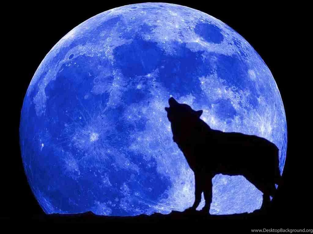 Full Blue Moon Wolf   Wallpaper.