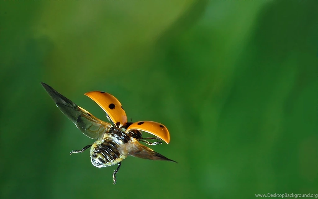 Ladybug Computer Wallpapers, Desktop Backgrounds