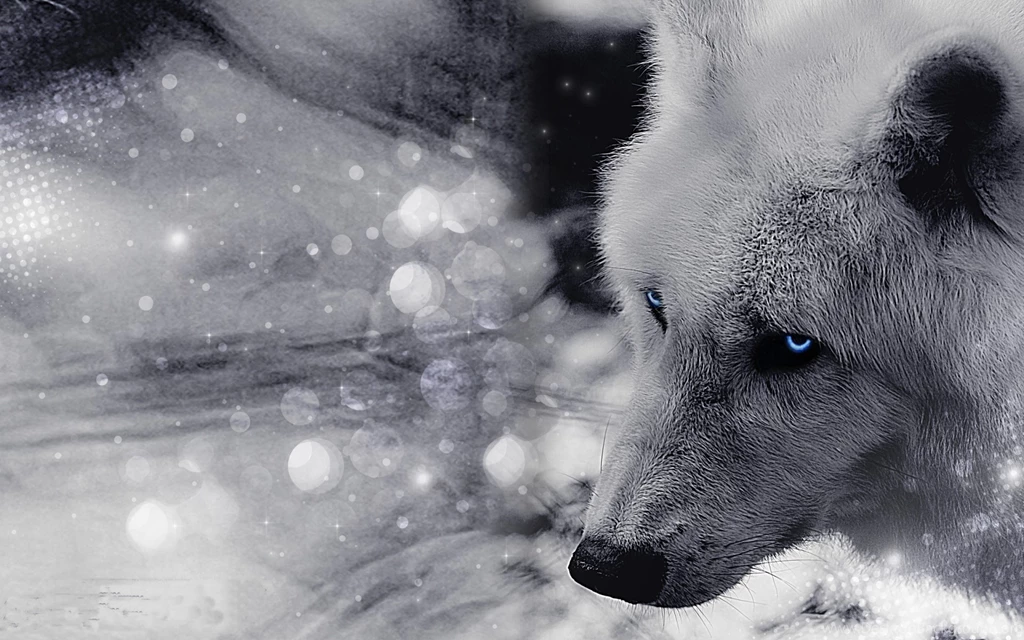 Jestingstock.com Wolf Blue Eyes Wallpapers