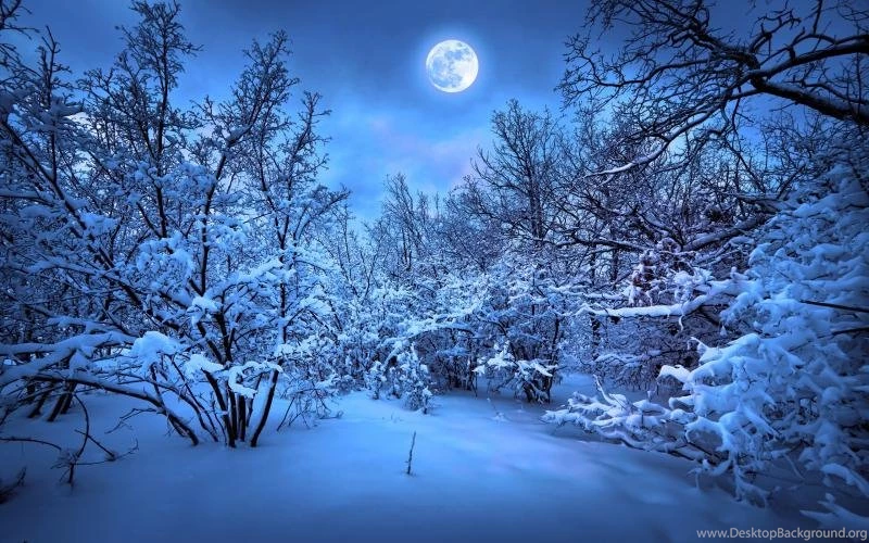 Winter Snow Night, Trees, Moonlight Wallpaper,Winter HD Wallpapers ...