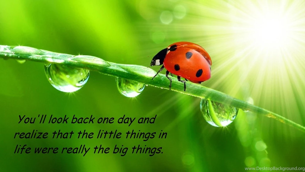 Insect Zone Ladybug Photo Collection. BestePics