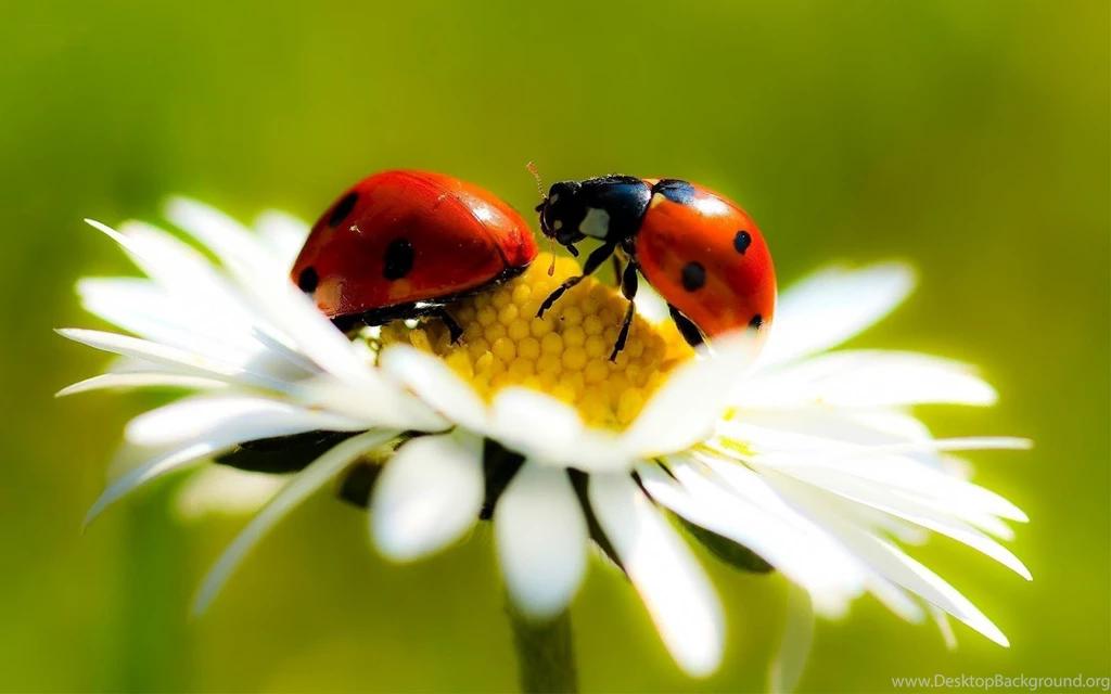 Ladybug On Pinterest
