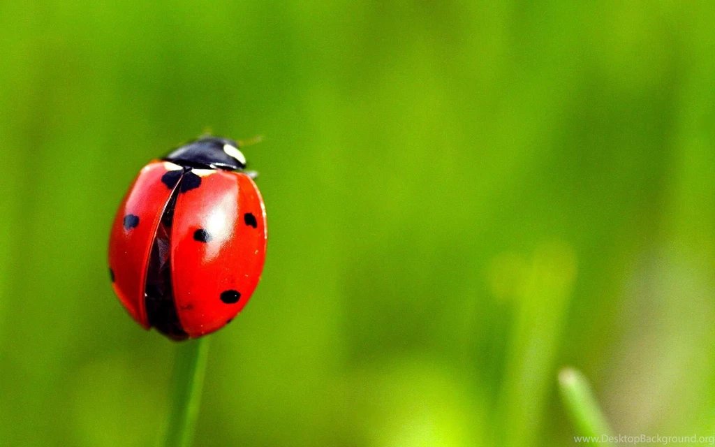 Ladybug PC Wallpapers Grass Nature