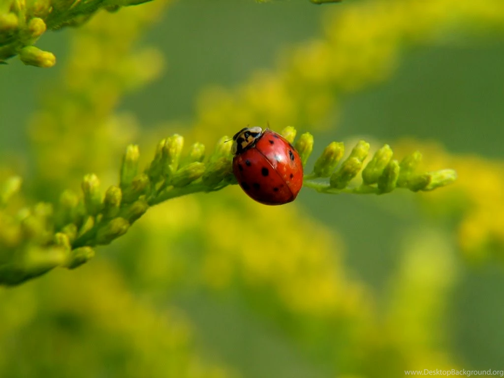 Ladybug Wallpapers Hd Photos