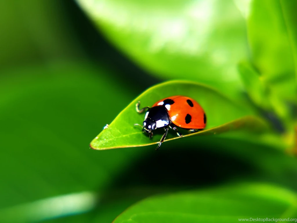 Ladybug Wallpapers 7800991