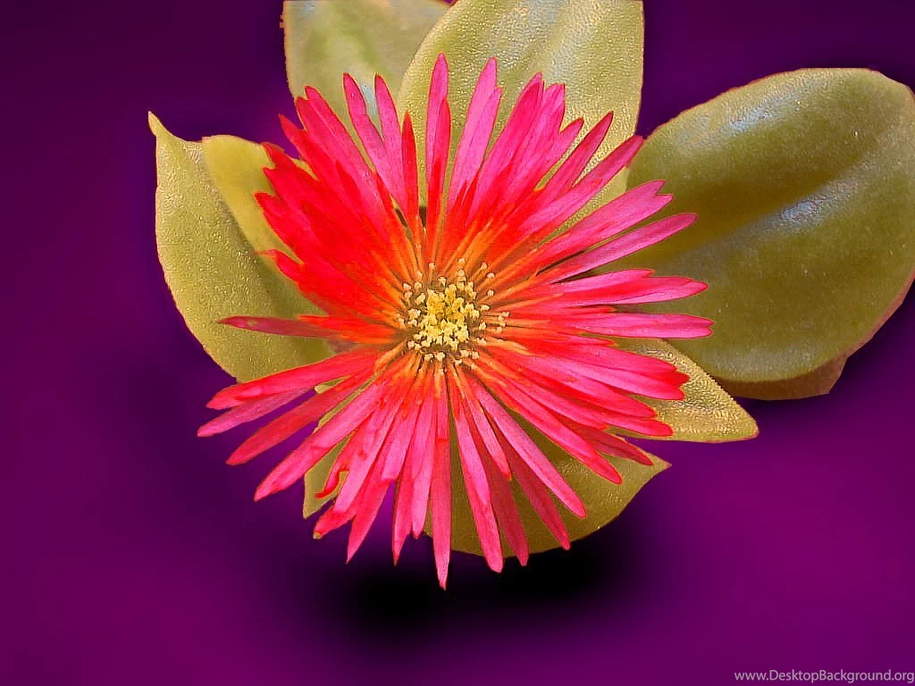 Images Of Different Types Of Flowers Wallpapers HD Wide