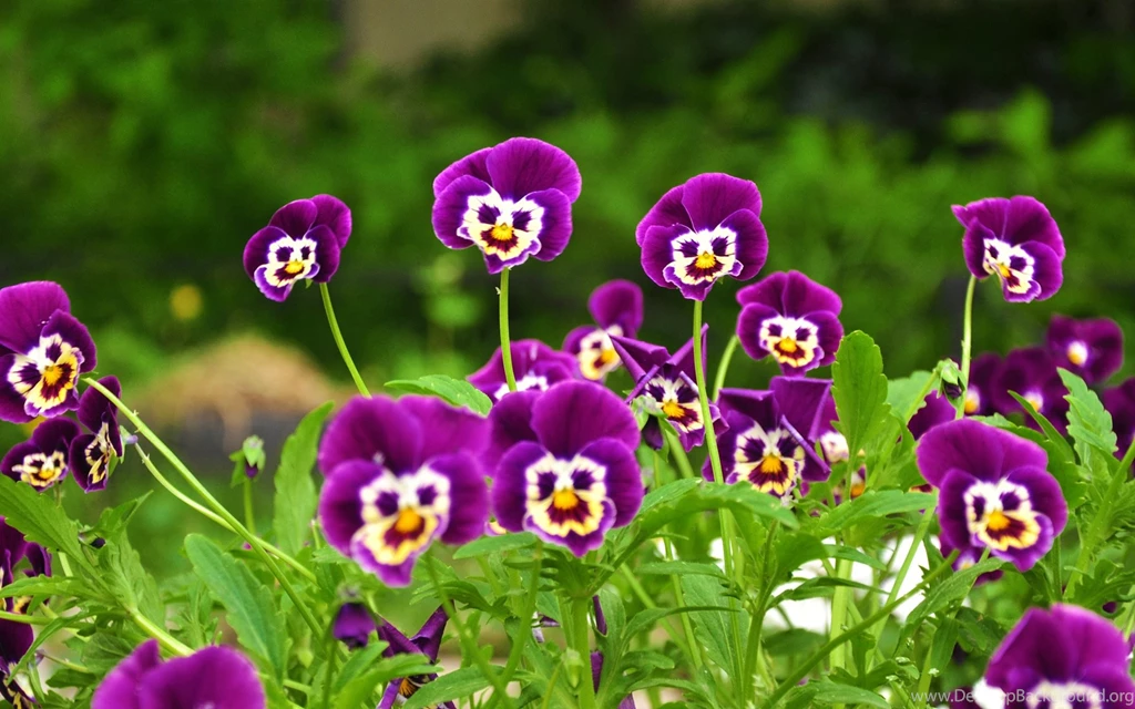 Some Great Flowers And Gift Ideas For Woman: Keep Their Interests ...