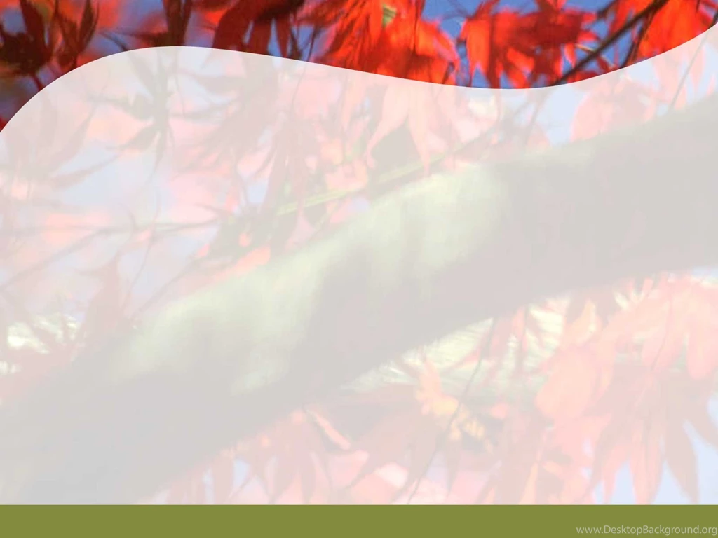 Free Christmas Tree Backgrounds For PowerPoint Social PPT Templates