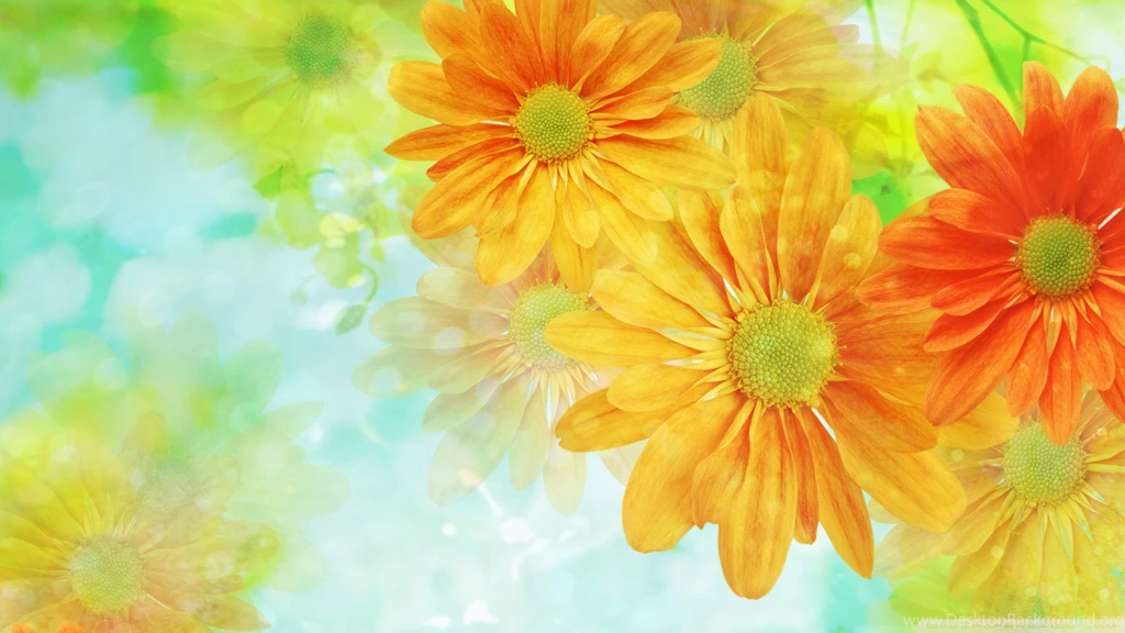 Colorful Flower Wallpapers HD Wallpapers Pretty