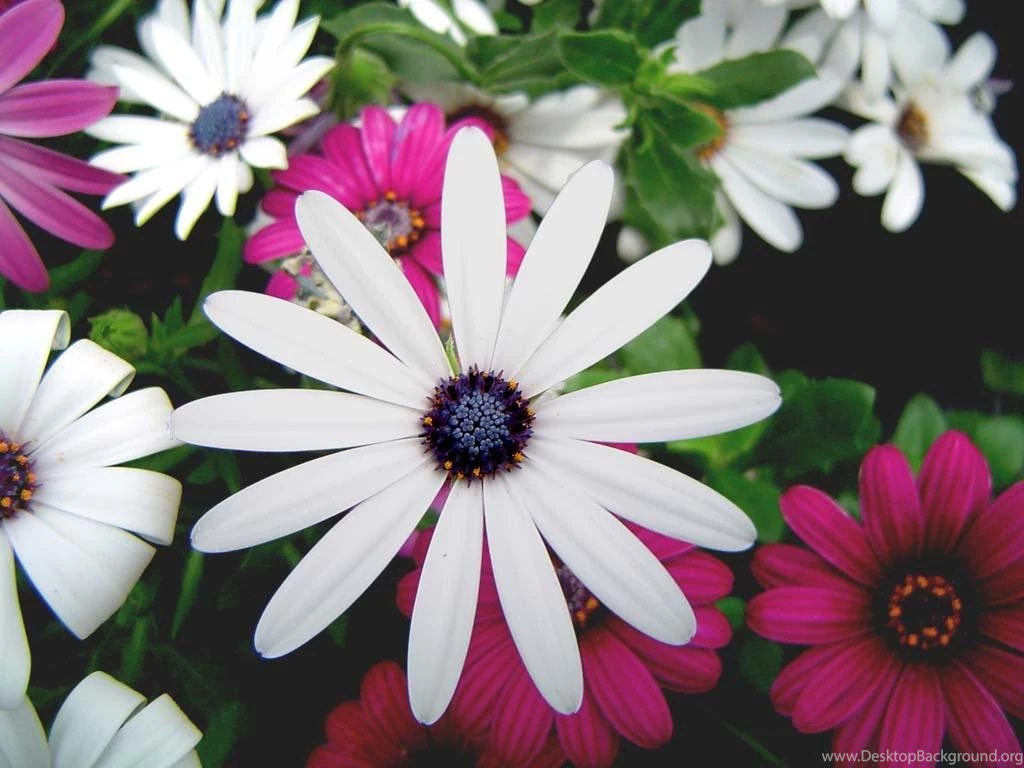Lovely Colorful Flowers Wallpapers