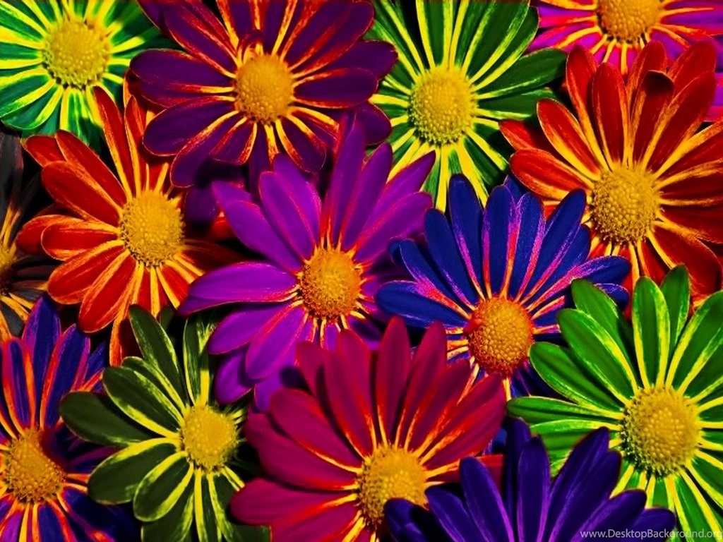 Colorful Flowers Sorğusuna Uyğun şekilleri Pulsuz Yükle, Bedava Indir