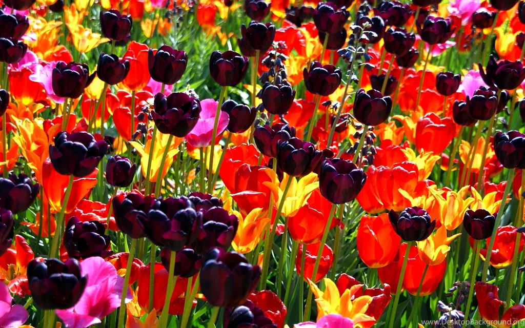 Colorful Flower Field Wallpapers