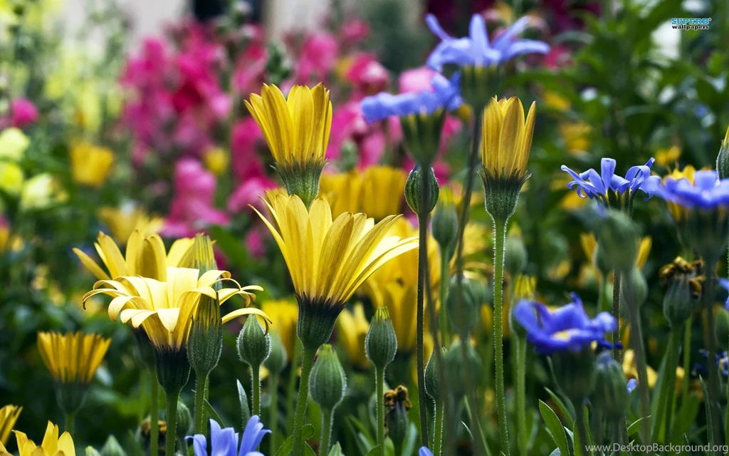 Colorful Flowers Wallpapers Flower Wallpapers