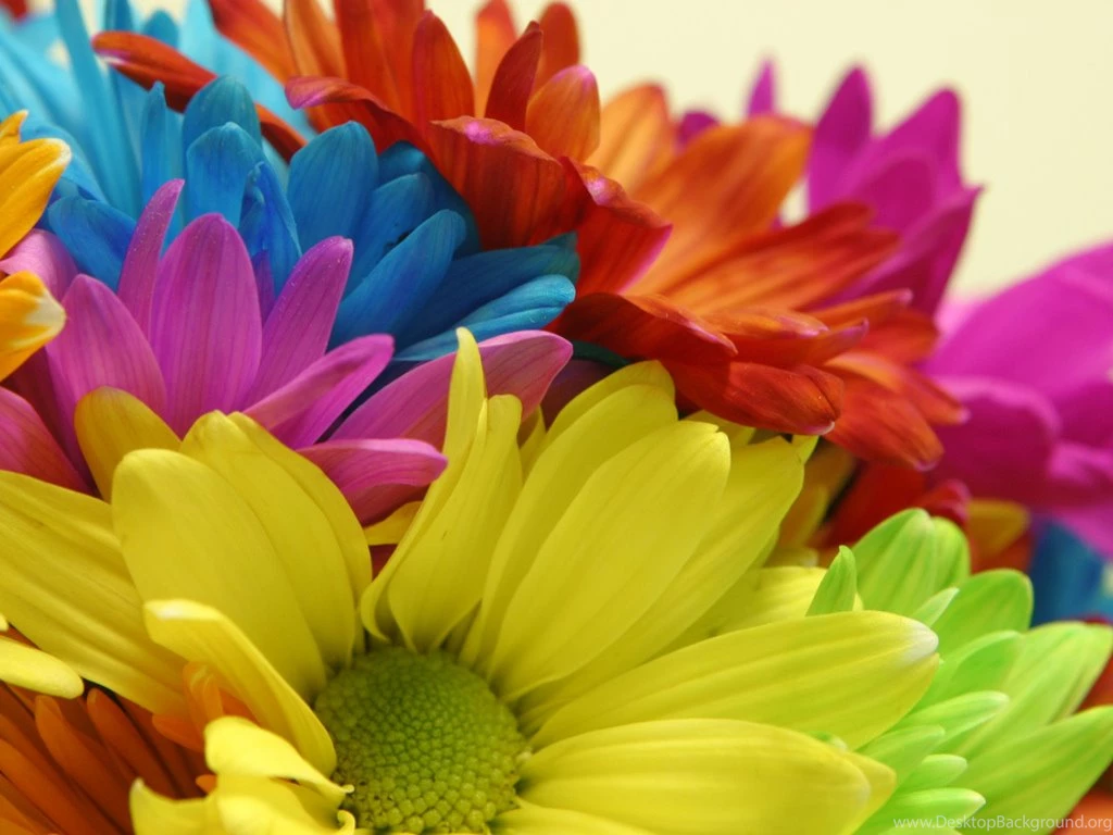 Bright Flowers Wallpapers