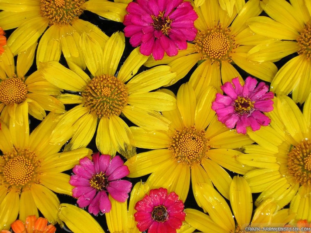 Colorful Flowers Wallpapers 3 Crazy Frankenstein
