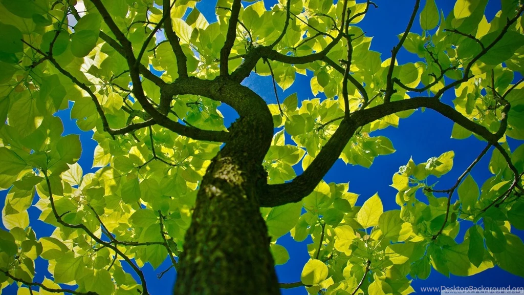Tree Crown HD Desktop Wallpapers : Widescreen : High Definition ...