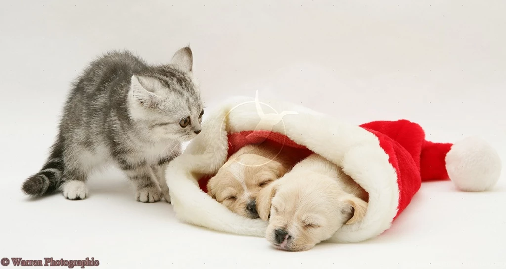 Cute Puppy And Kitten Wallpaper Images Pictures Becuo Resimkoy