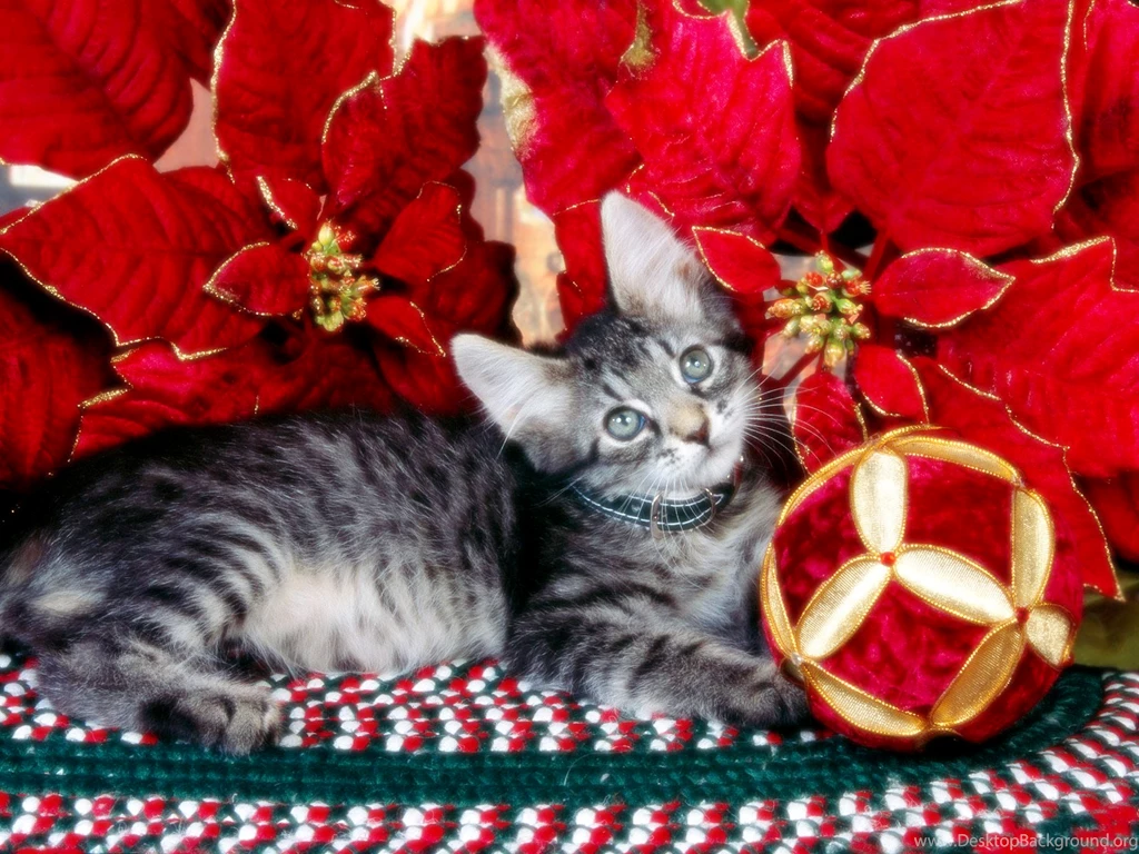 Free Christmas Kitten In Red Flowers Computer Desktop Wallpapers