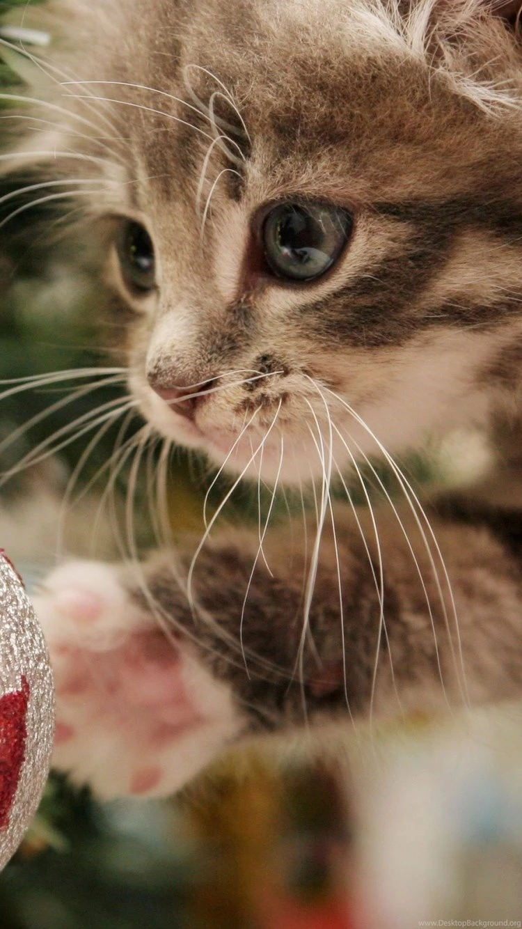 Download Wallpapers 750x1334 Kitten, Christmas Ball, Play, Face ...