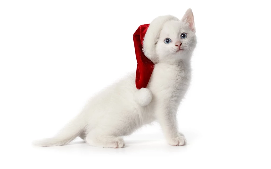 Wallpapers Kitten, Cat, New Year, Christmas, Simple Desktop ...