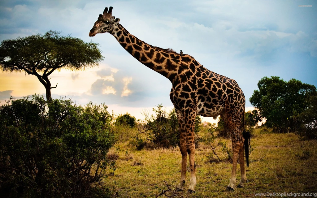 Funny Giraffe Wallpapers