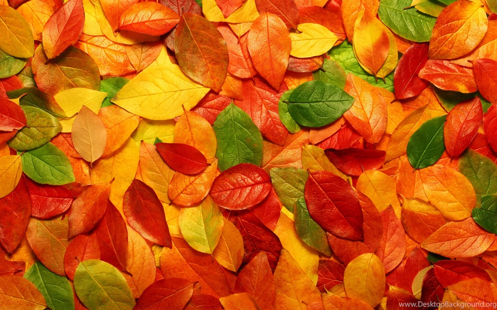 Autumn Leaves Falling Wallpapers Wallpaper.
