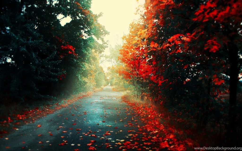 1920x1200 Fallen Leaves In Autumn Desktop PC And Mac Wallpapers