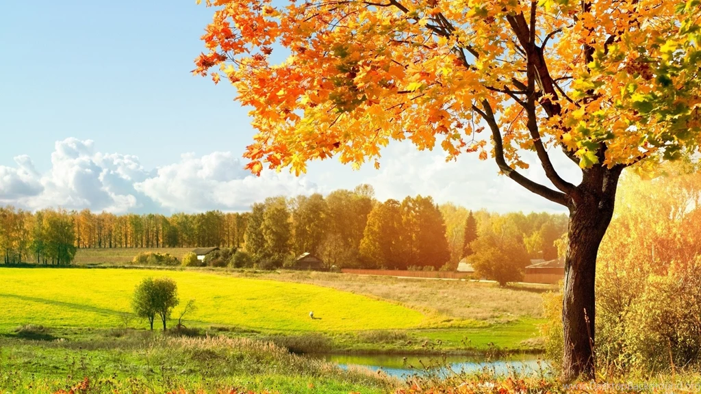 Autumn Leaves Falling   Wallpaper.