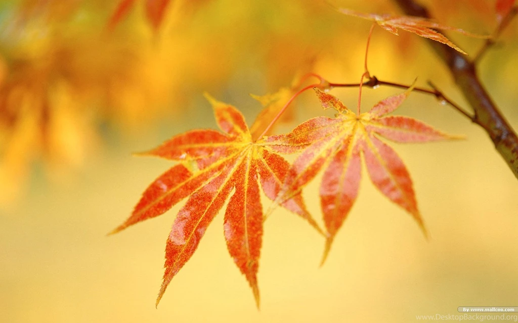 Autumn Tints   Beautiful Fall Leaves Widescreen Wallpapers ...