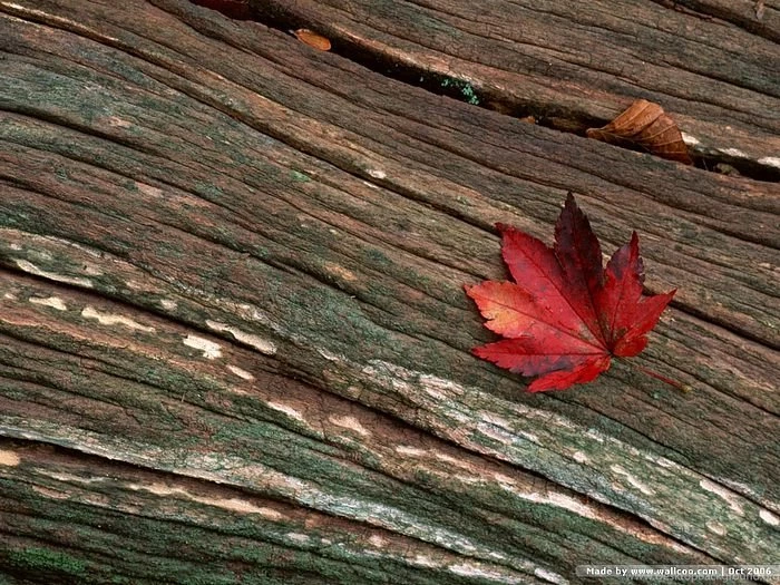 A Fallen Leaf Picture   Fall Leaves Wallpapers 32   Wallcoo.net
