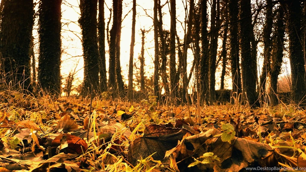 Download Wallpapers 1920x1080 Autumn, Leaves, Fallen, Grass Full HD ...